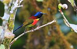 Green-tailed Sunbirdborder=